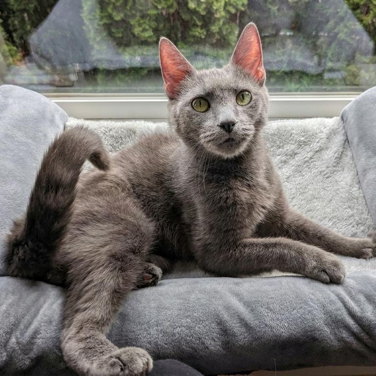 Cheeseburger, Adoptable, Senior Female Domestic Short Hair & Domestic Short Hair.