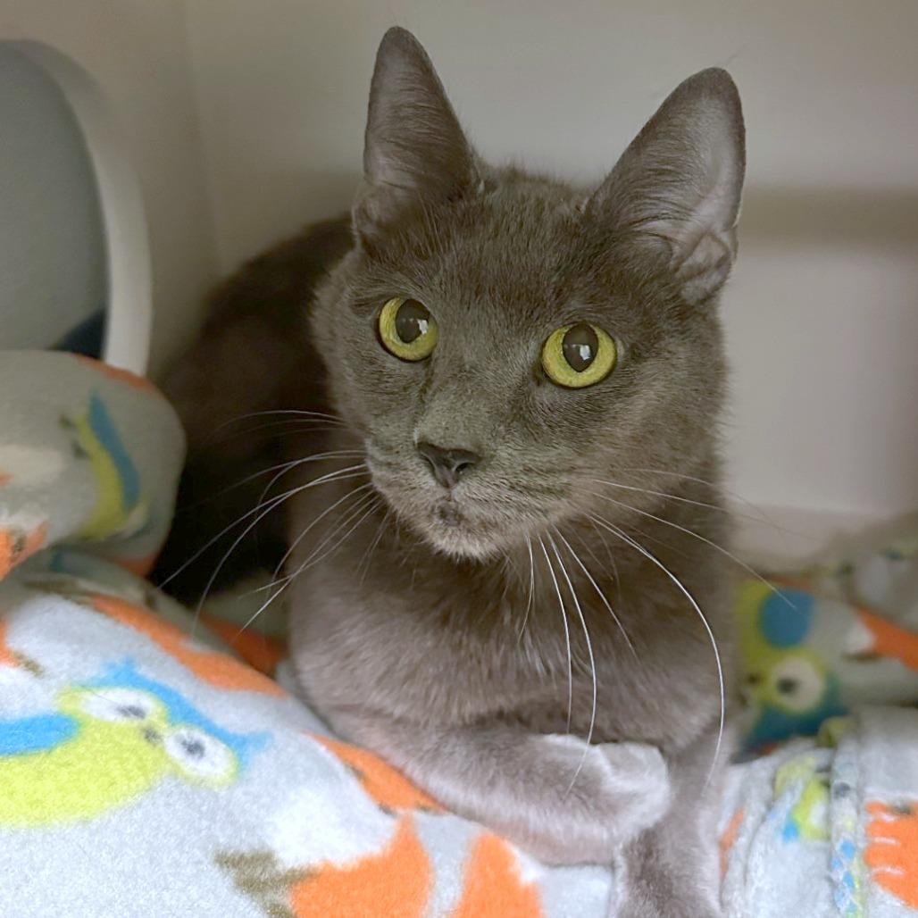 Cheeseburger, Adoptable, Senior Female Domestic Short Hair & Domestic Short Hair.