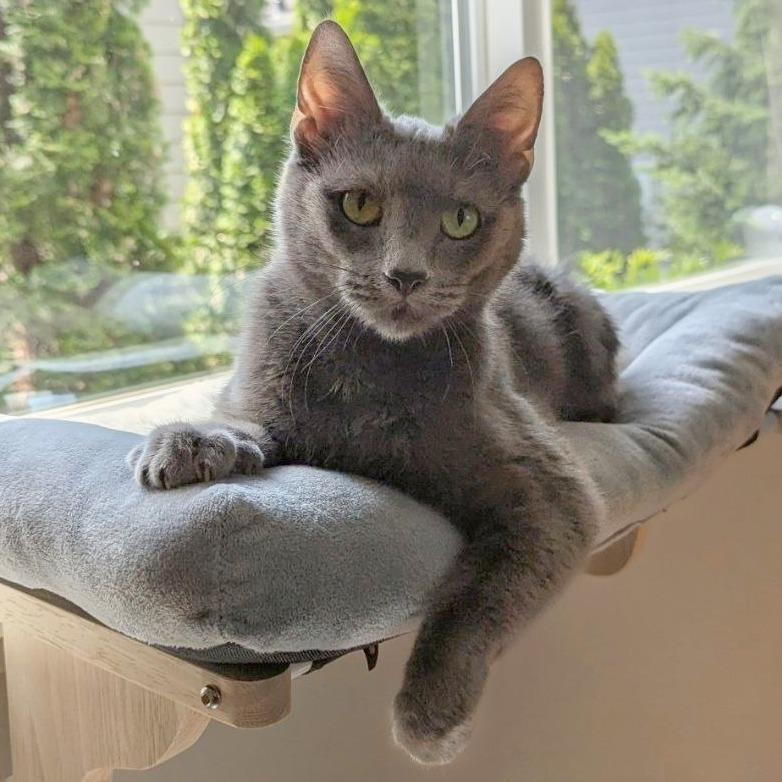 Enlarge Cheeseburger, a Adoptable mixed breed in Woodinville, WA image 2/6