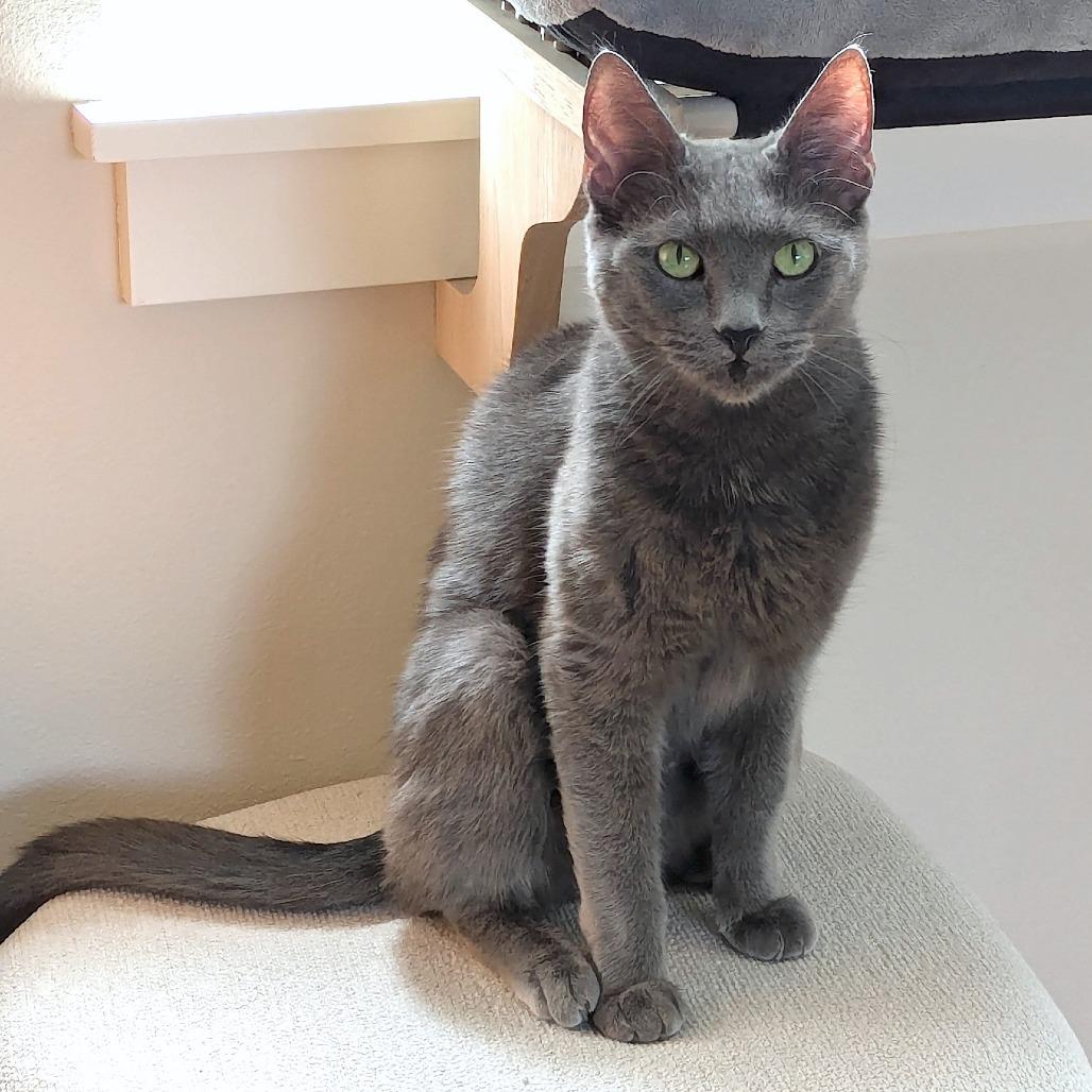 Enlarge Cheeseburger, a Adoptable mixed breed in Woodinville, WA image 4/6