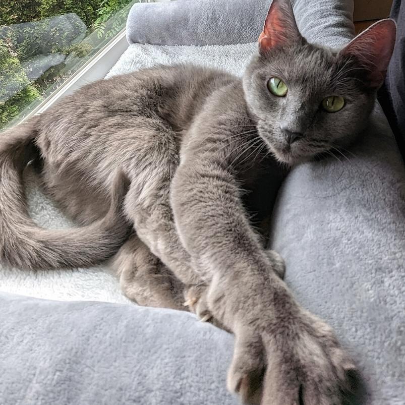 Enlarge Cheeseburger, a Adoptable mixed breed in Woodinville, WA image 5/6