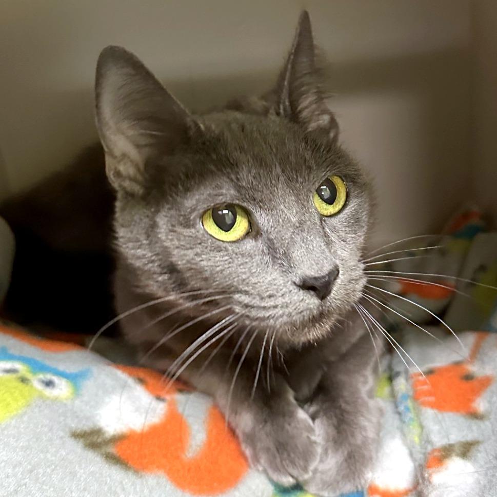 Enlarge Cheeseburger, a Adoptable mixed breed in Woodinville, WA image 2/4