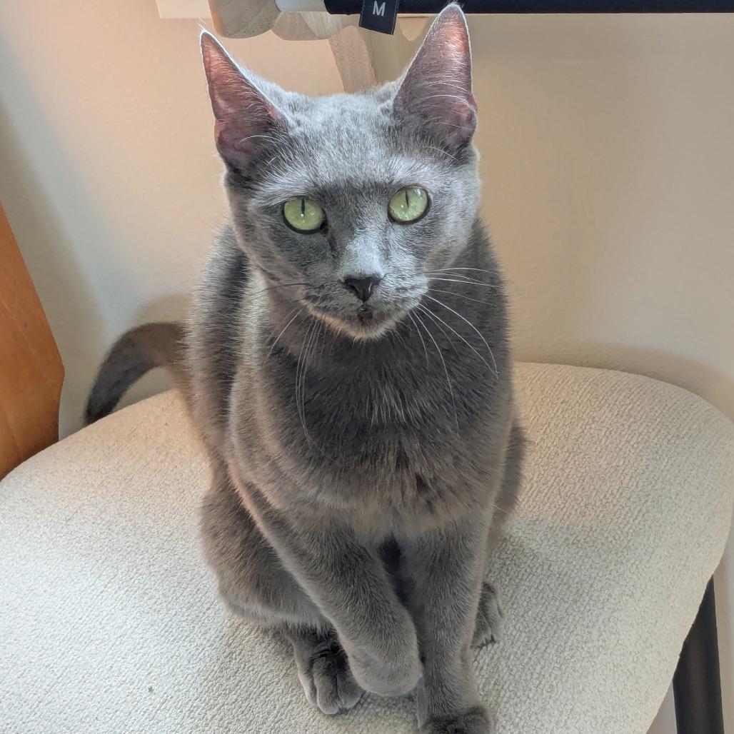 Enlarge Cheeseburger, a Adoptable mixed breed in Woodinville, WA image 6/6