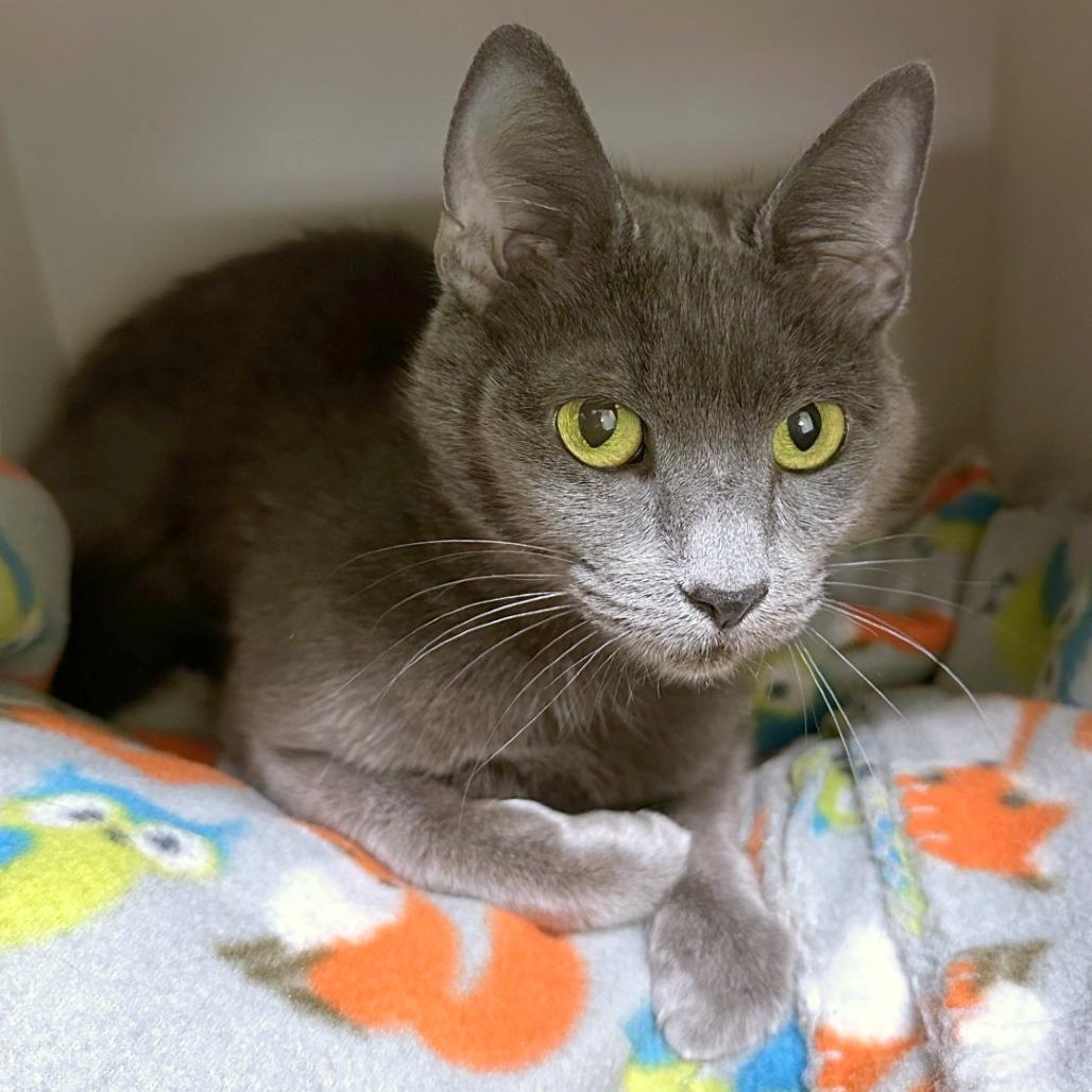 Enlarge Cheeseburger, a Adoptable mixed breed in Woodinville, WA image 3/4
