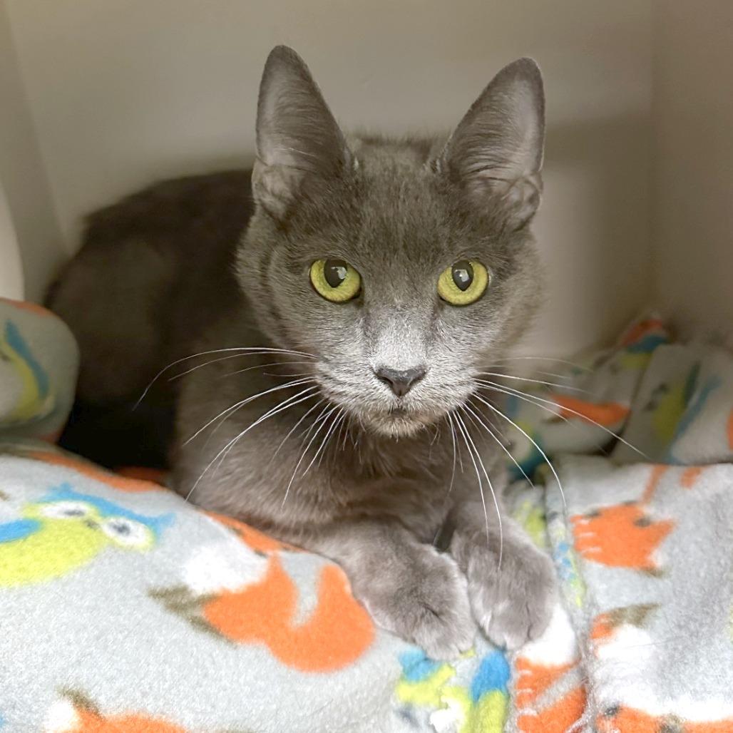 Enlarge Cheeseburger, a Adoptable mixed breed in Woodinville, WA image 4/4
