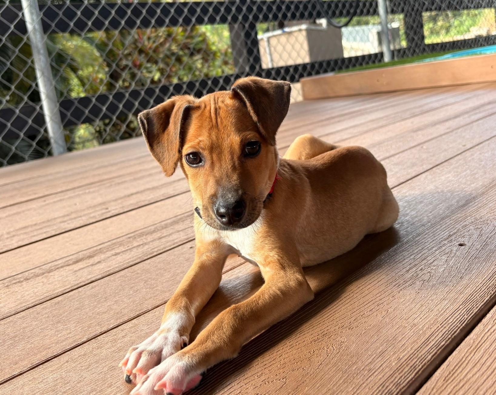Enlarge Lolo, a Adoptable mixed breed in Lutherville, MD image 1/4
