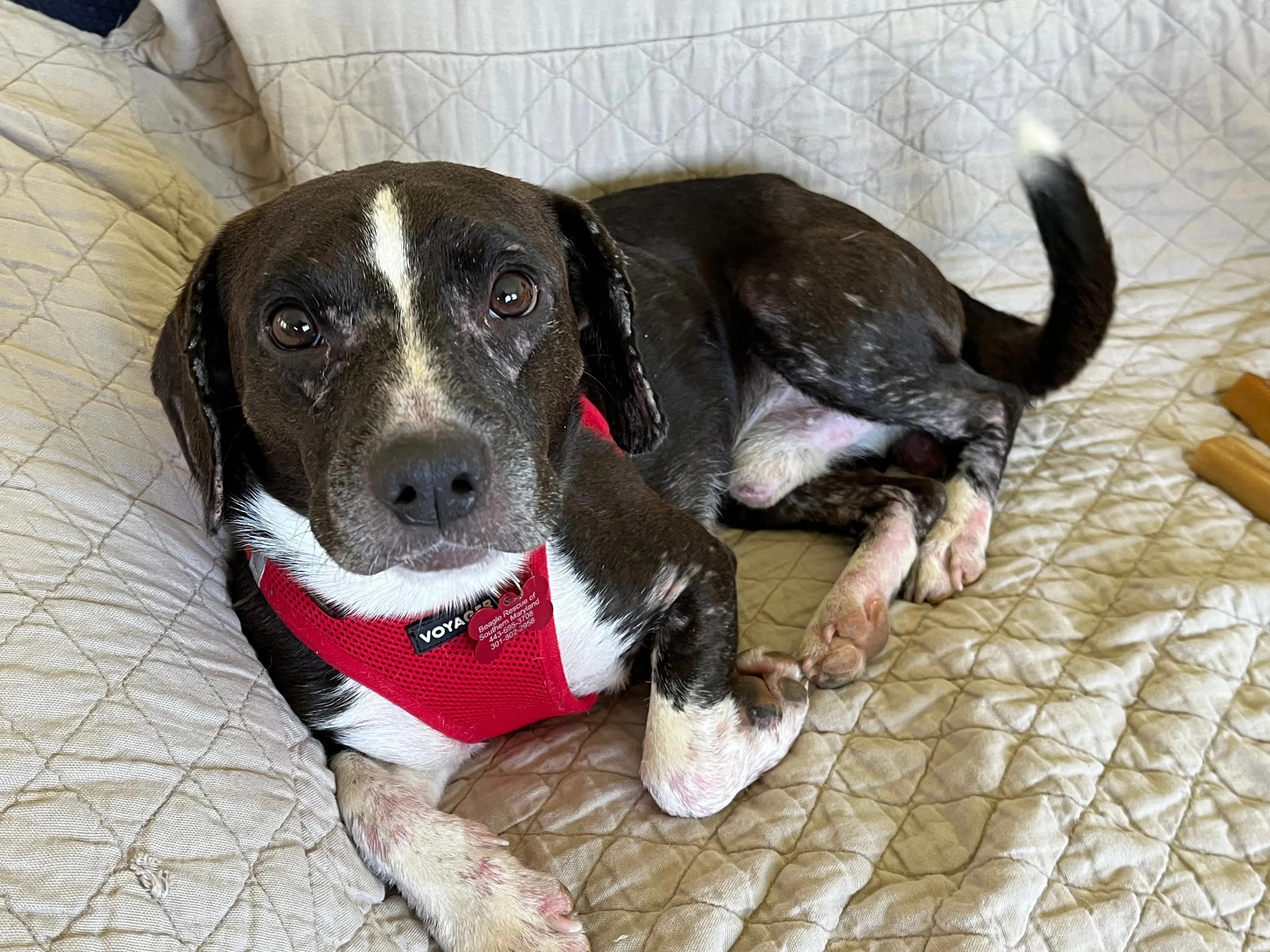 Mason Onslow, Adoptable, Young Male Beagle & Boston Terrier.