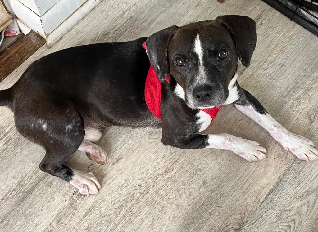 Mason Onslow, a Adoptable mixed breed in Waldorf, MD image 3/3