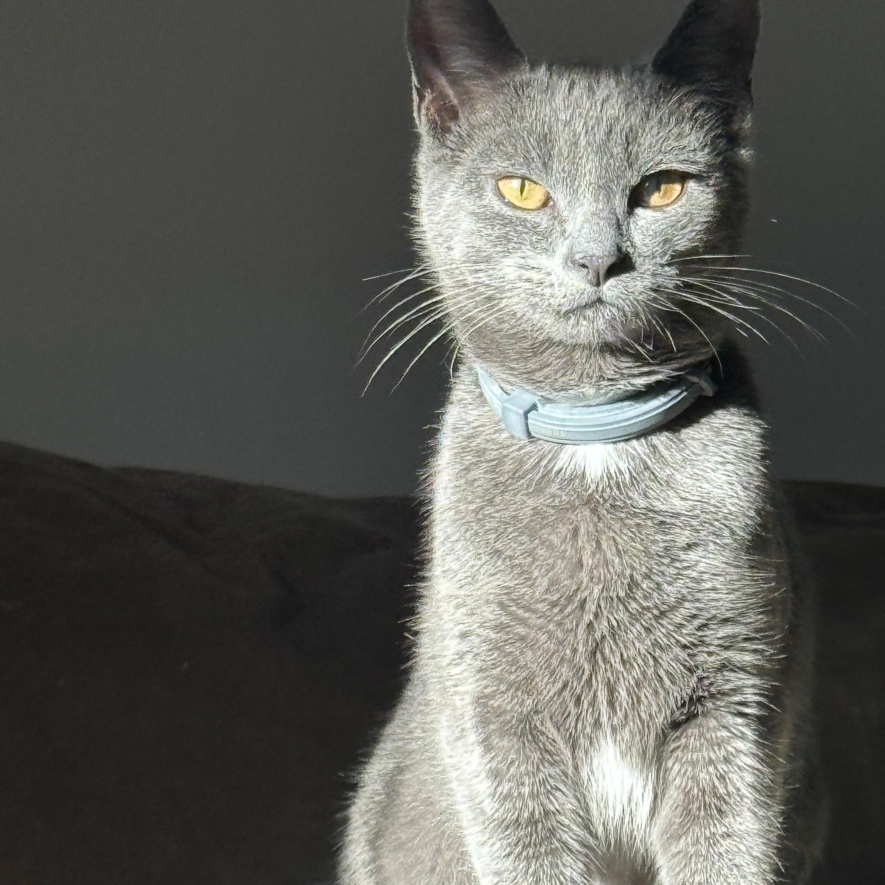 Pumba, ADOPTABLE, Kitten Female Russian Blue & Domestic Short Hair.