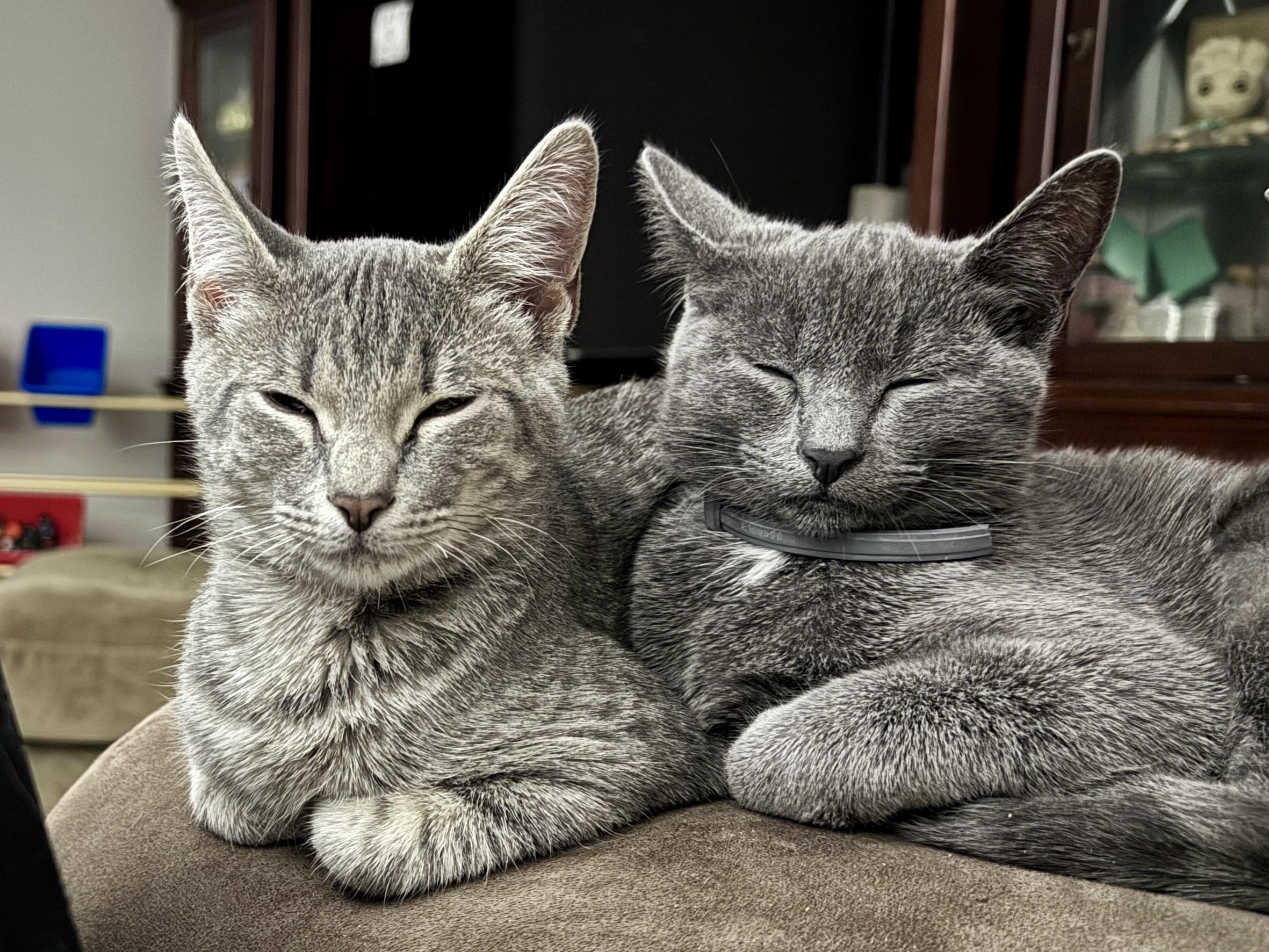 Pumba, a ADOPTABLE mixed breed in Fort Oglethorpe, GA image 3/6