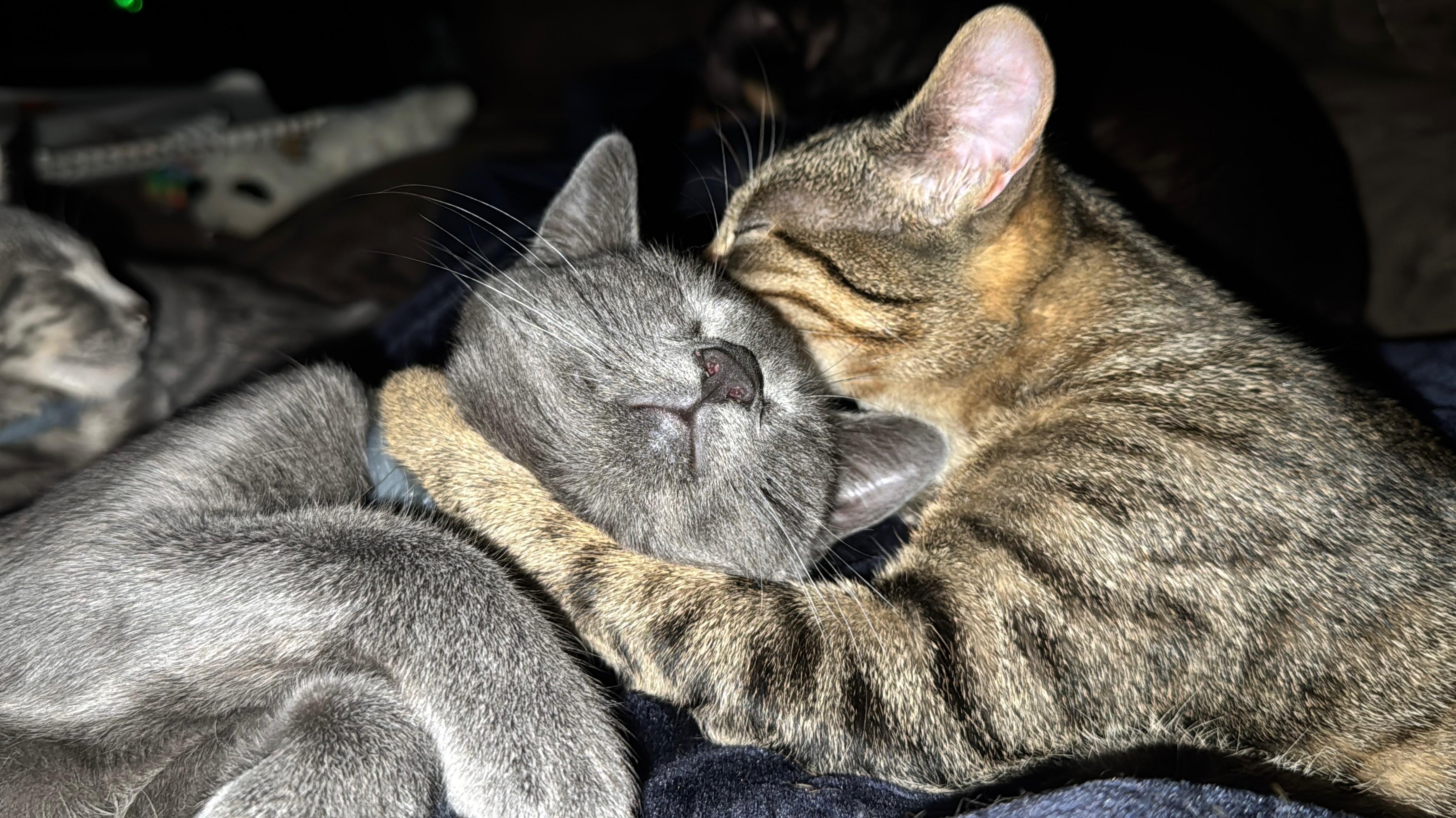 Pumba, a ADOPTABLE mixed breed in Fort Oglethorpe, GA image 4/6