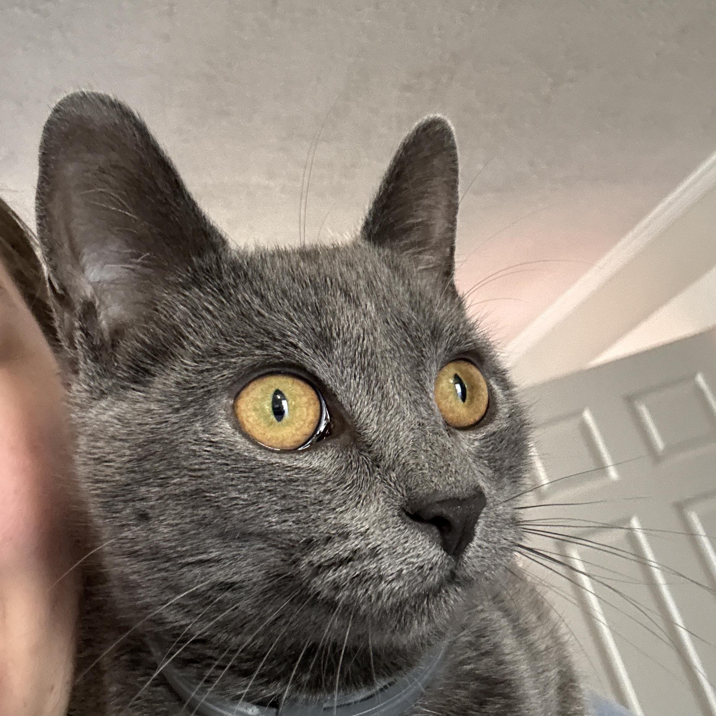 Pumba, a ADOPTABLE mixed breed in Fort Oglethorpe, GA image 5/6