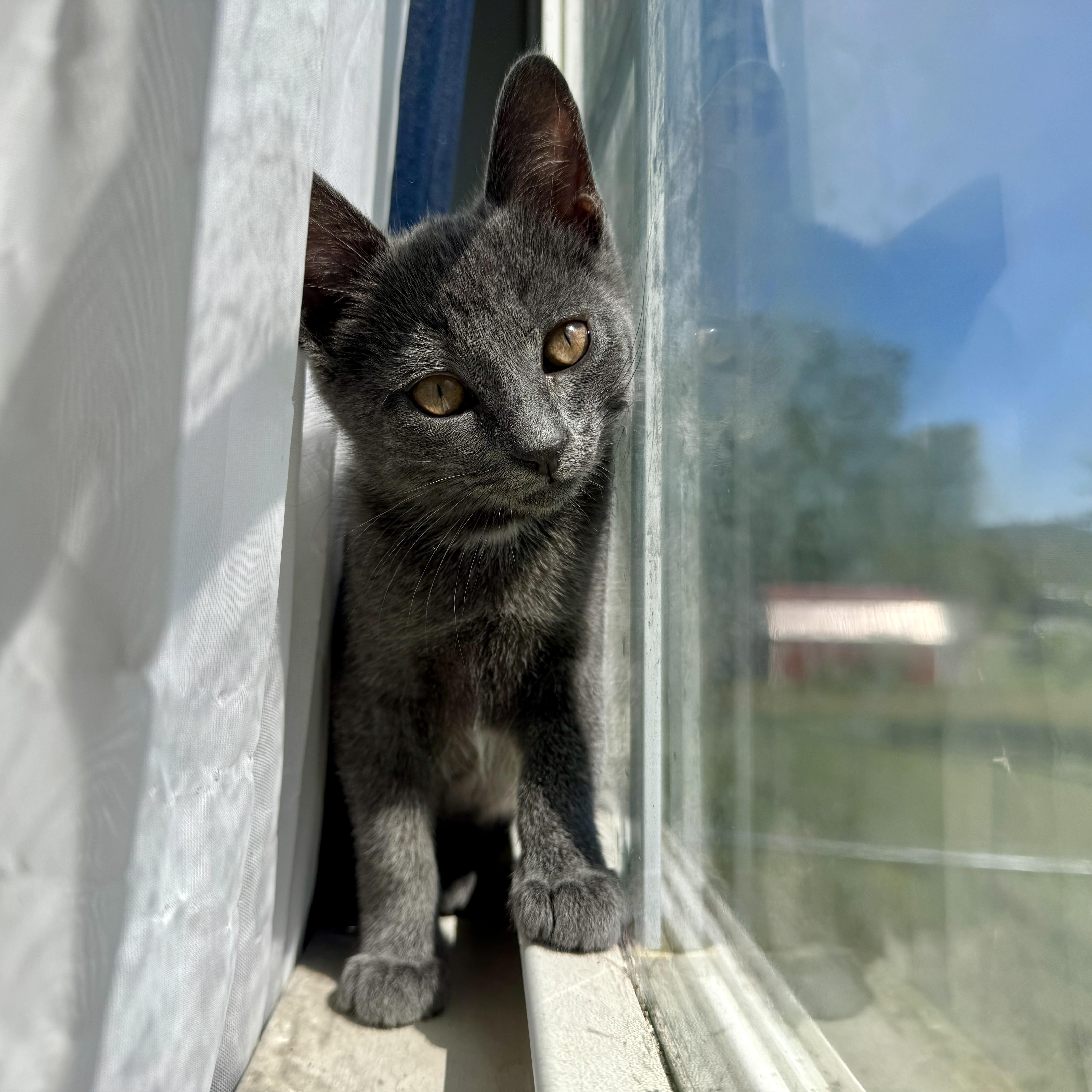 Pumba, a ADOPTABLE mixed breed in Fort Oglethorpe, GA image 6/6