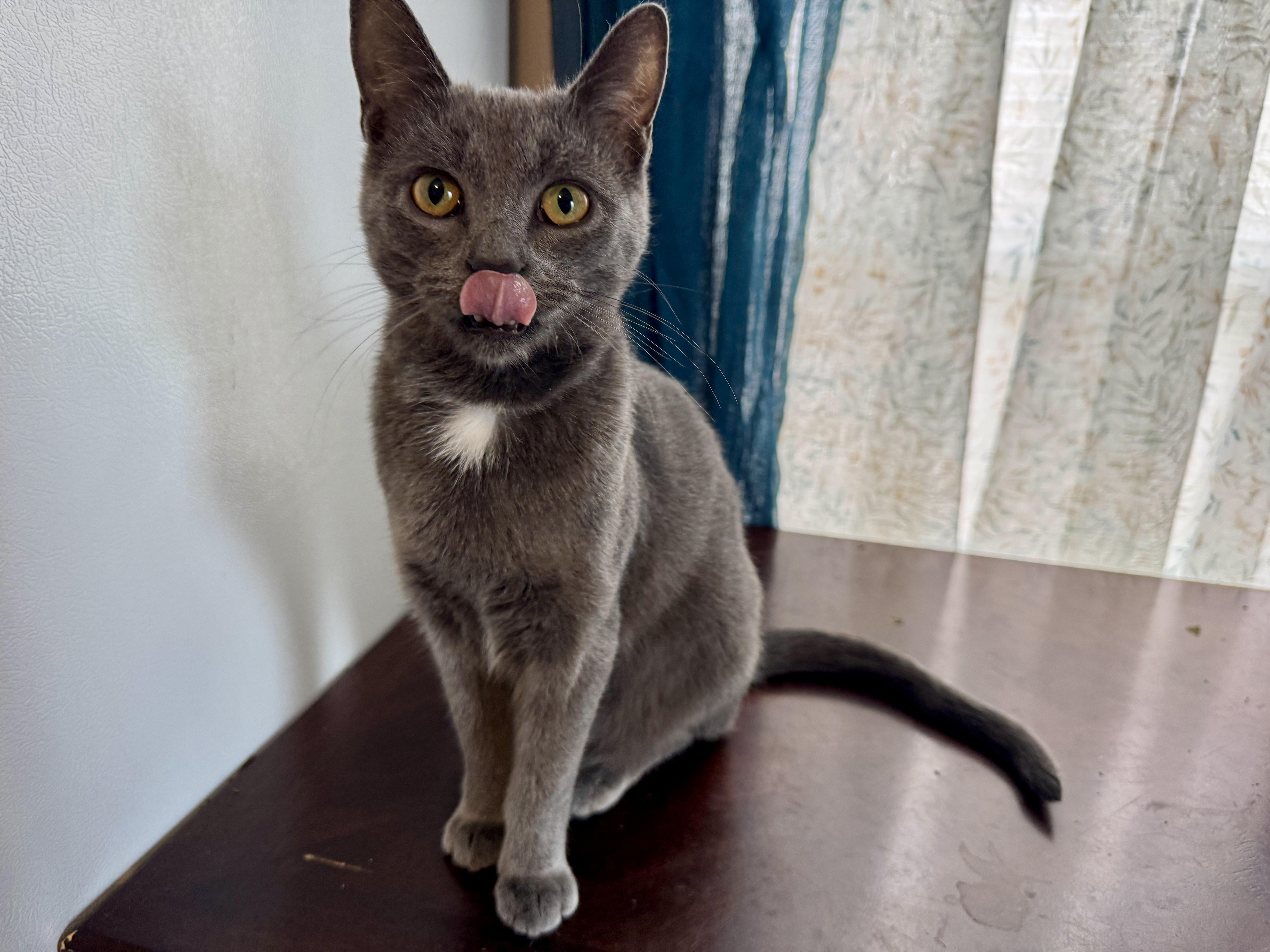 Pumba, a ADOPTABLE mixed breed in Fort Oglethorpe, GA image 2/6