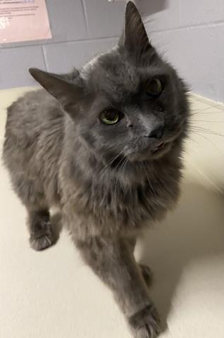 Enlarge THRILLER, a Adoptable Domestic Long Hair in Clinton Township, MI image 1/1