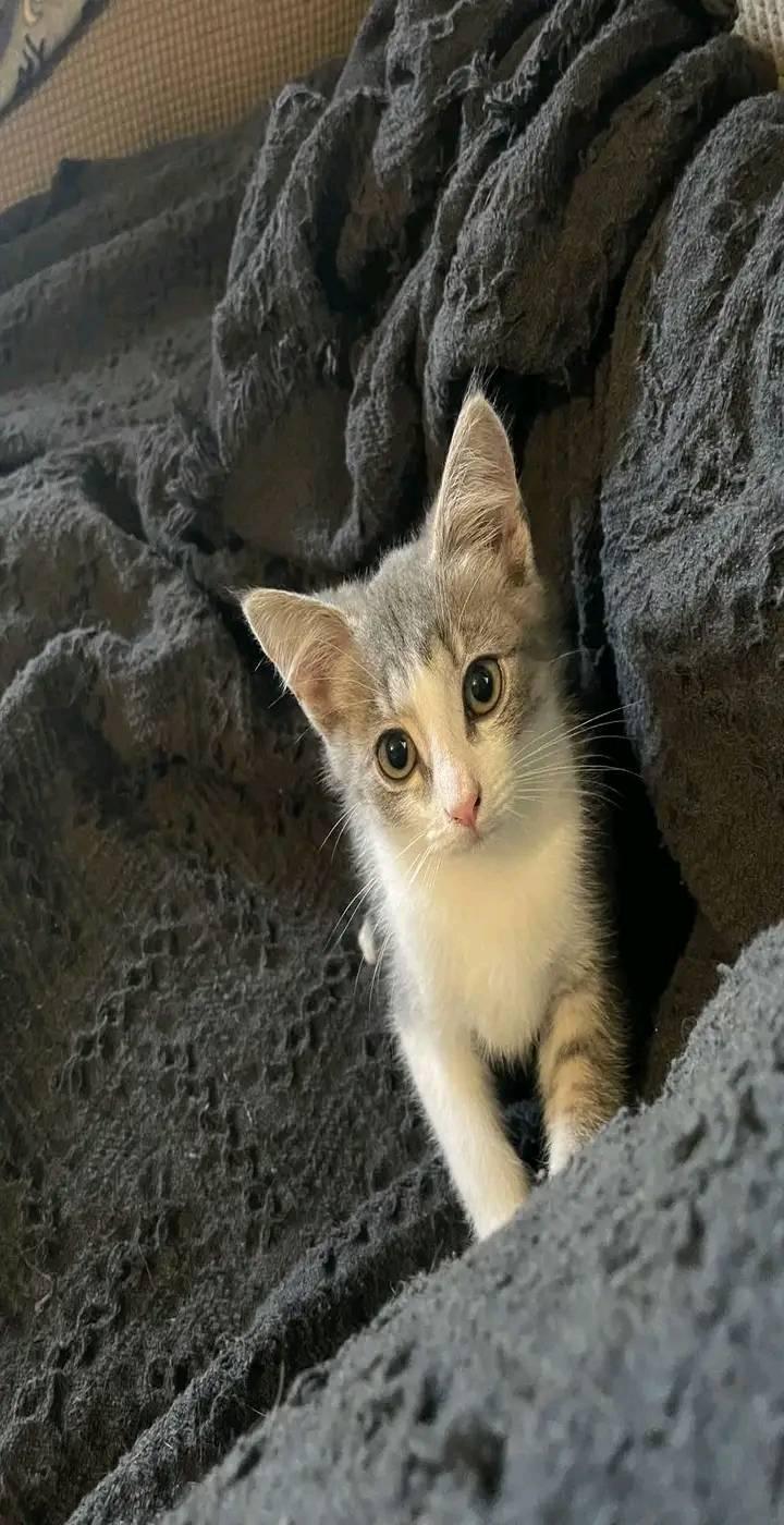 Enlarge Tinsel, a Adopted Domestic Short Hair in Scotland Neck, NC image 1/2