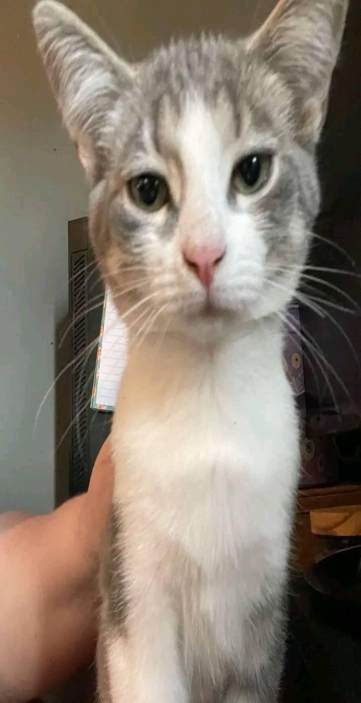 Enlarge Tinsel, a Adopted Domestic Short Hair in Scotland Neck, NC image 2/2