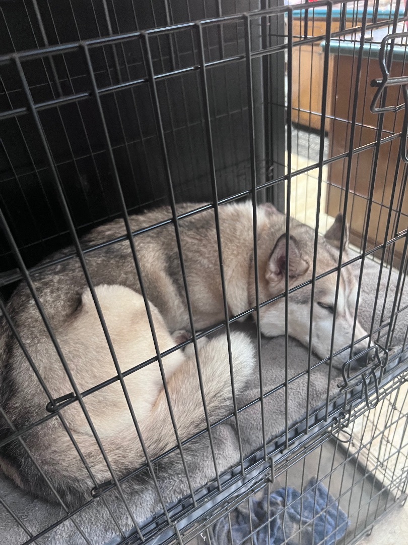 Koda, a Adoptable Siberian Husky in Tigard, OR image 1/2