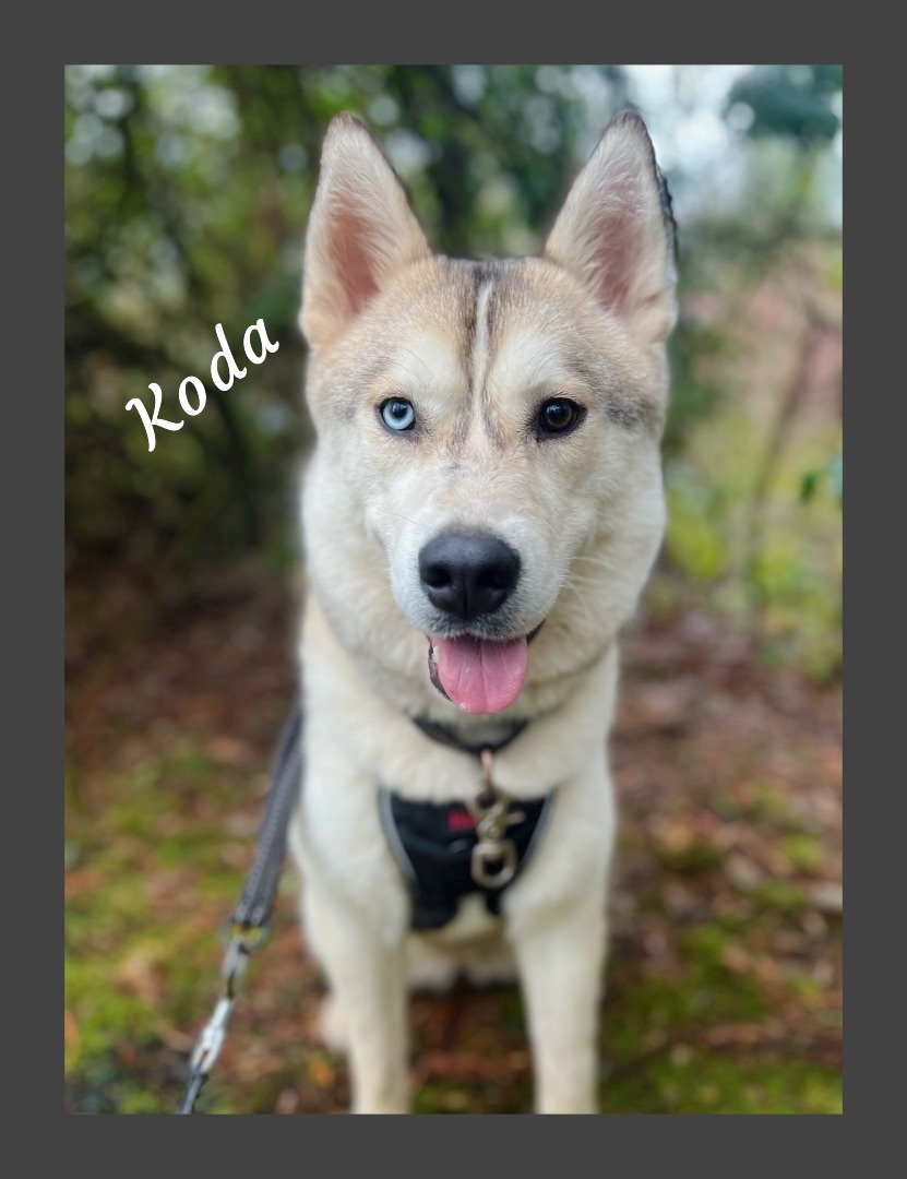 Koda, a Adoptable Siberian Husky in Tigard, OR image 2/2