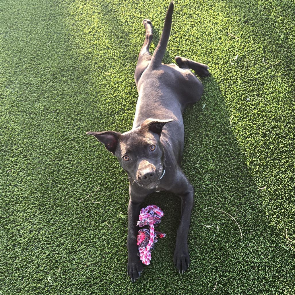 Virginia Woof, Adoptable, Young Female Mixed Breed.