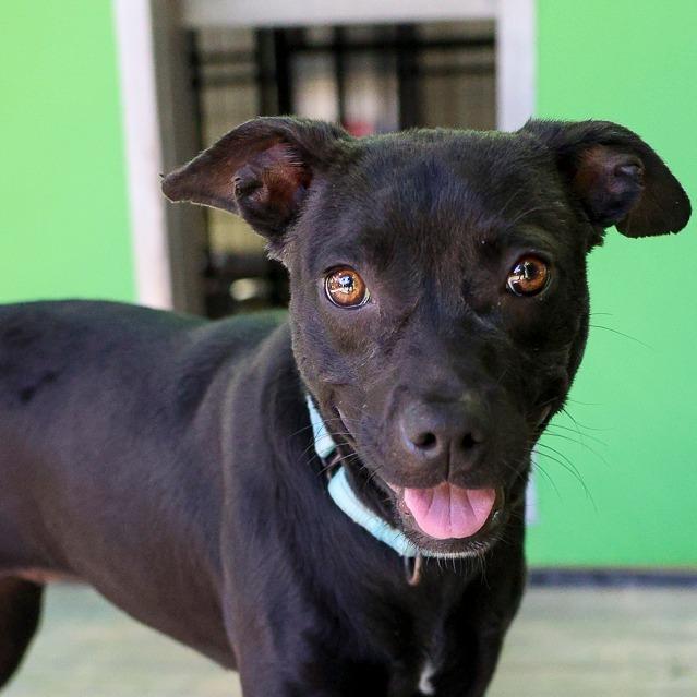 Virginia Woof, Adoptable, Young Female Mixed Breed.