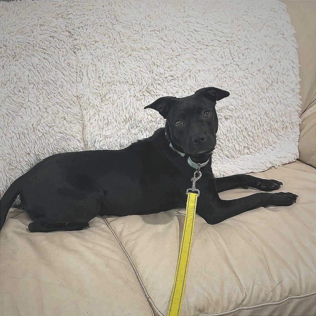 Enlarge Virginia Woof, a Adoptable Mixed Breed in Bradenton, FL image 2/4