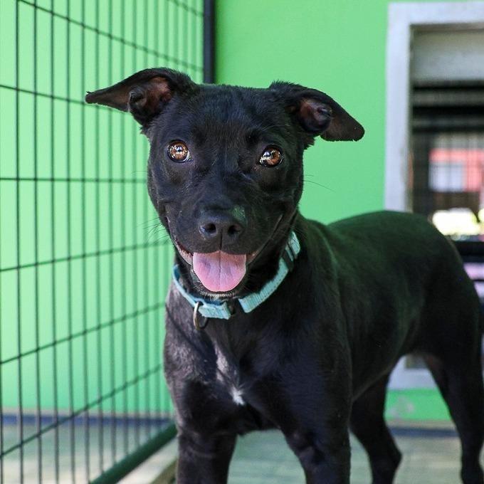 Enlarge Virginia Woof, a Adoptable Mixed Breed in Bradenton, FL image 4/4