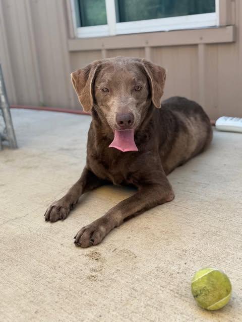Enlarge Layla 11, a Adopted Chocolate Labrador Retriever in Killingworth, CT image 2/5