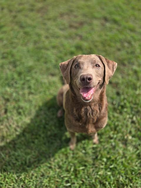 Enlarge Layla 11, a Adopted Chocolate Labrador Retriever in Killingworth, CT image 4/5