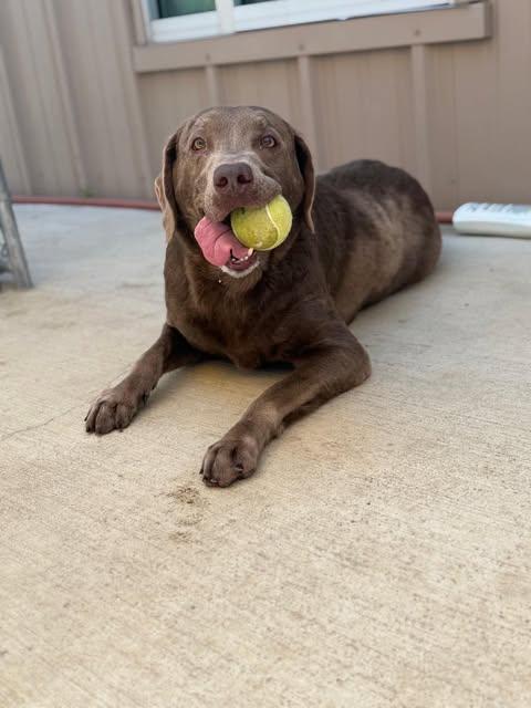 Enlarge Layla 11, a Adopted Chocolate Labrador Retriever in Killingworth, CT image 3/5