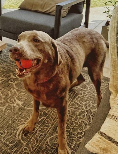 Enlarge Layla 11, a Adopted Chocolate Labrador Retriever in Killingworth, CT image 5/5