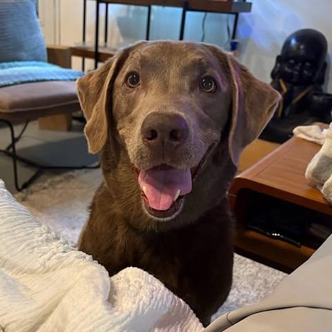 Layla 11, Adopted, Senior Female Chocolate Labrador Retriever.