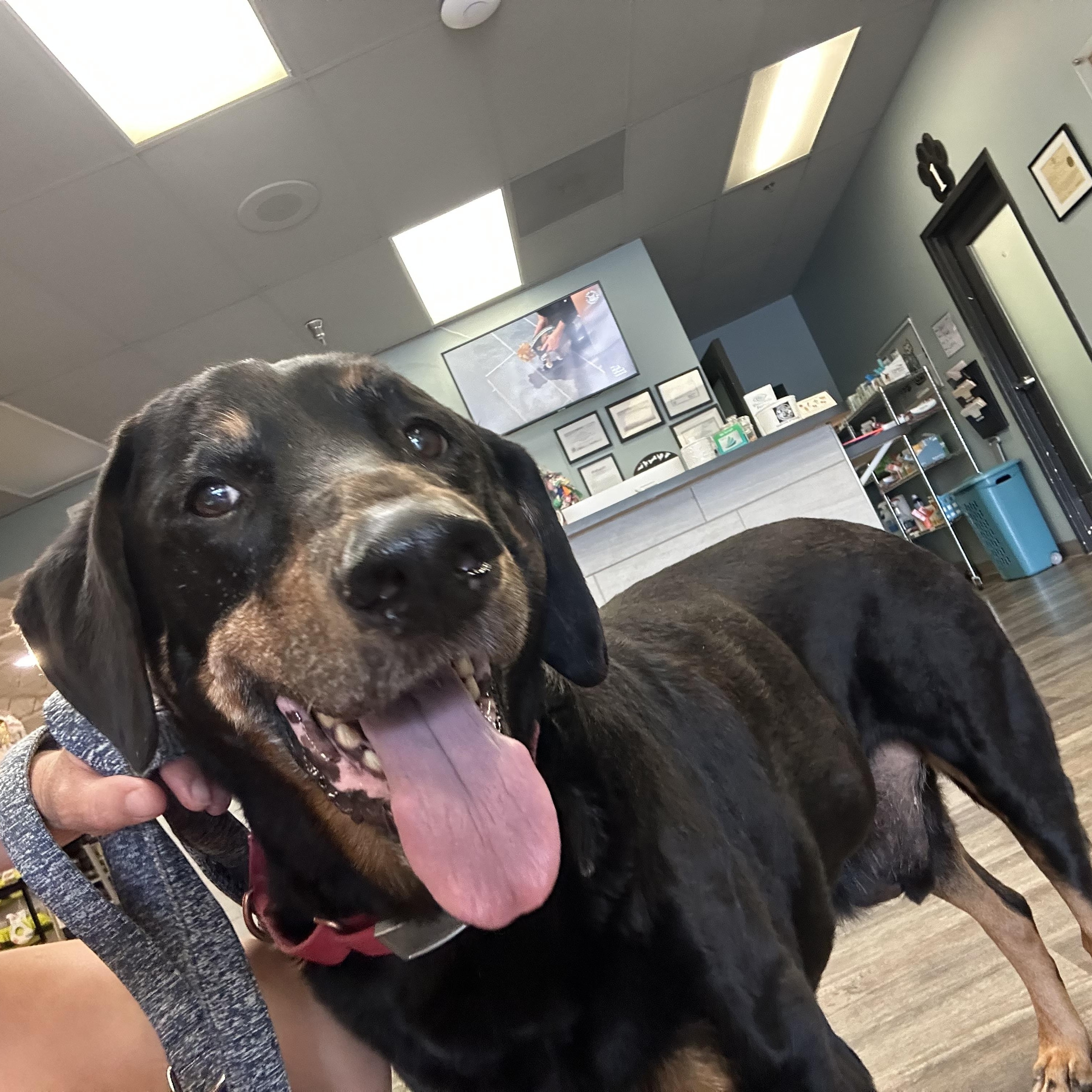 Zeus, Adoptable, Senior Male Black and Tan Coonhound & Hound.