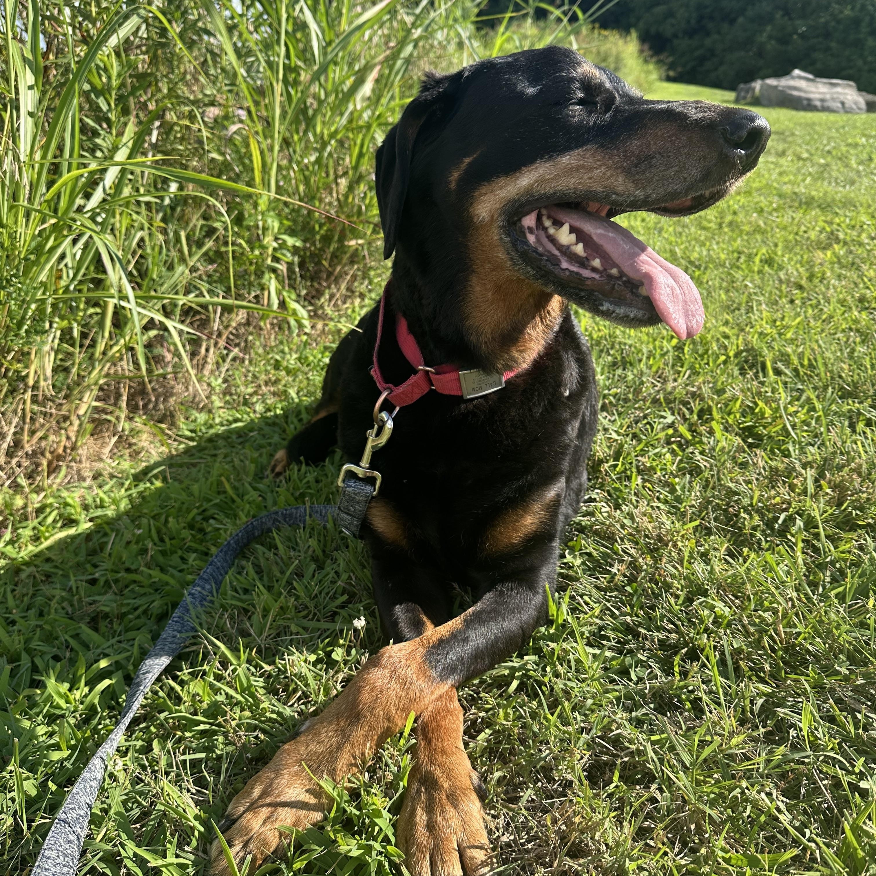 Zeus, Adoptable, Senior Male Black and Tan Coonhound & Hound.