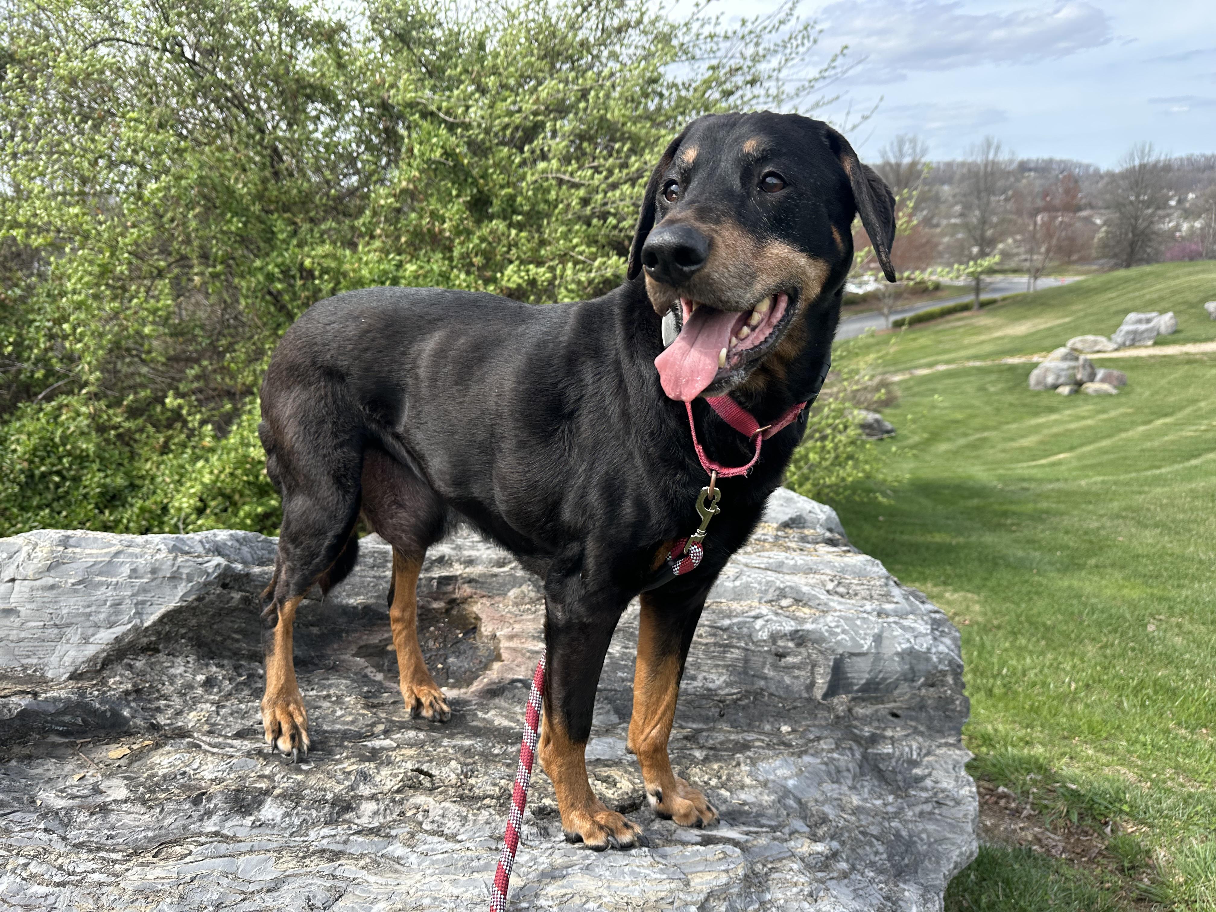 Zeus, a Adoptable mixed breed in Sherman, CT image 6/6