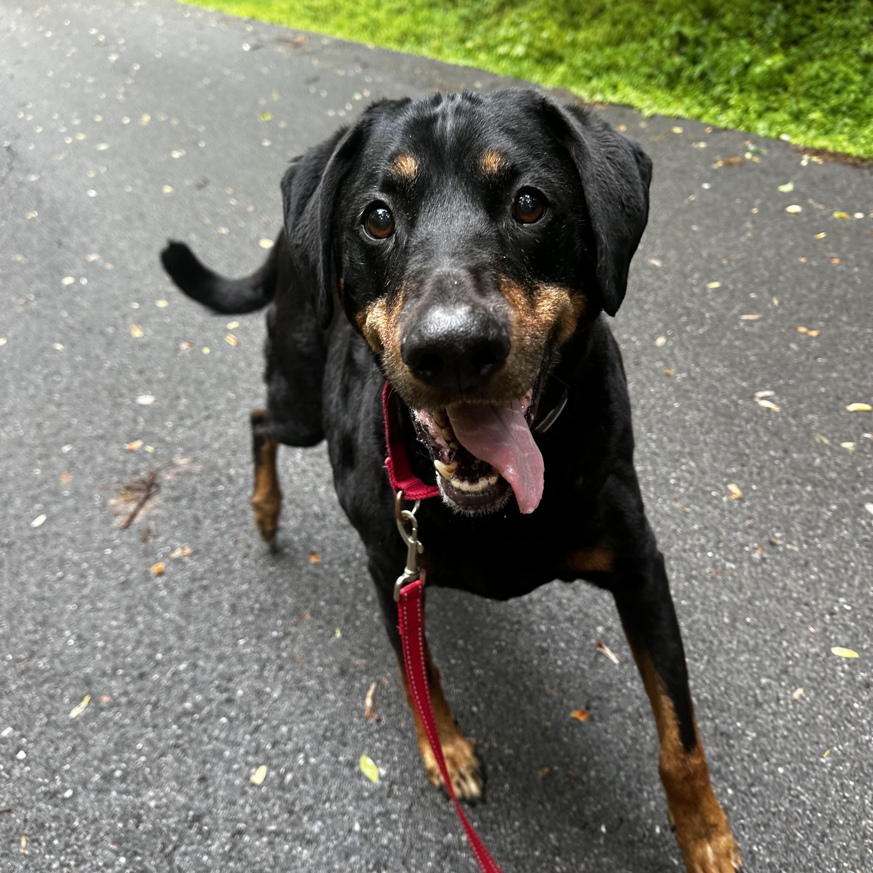 Zeus, a Adoptable mixed breed in Sherman, CT image 3/6