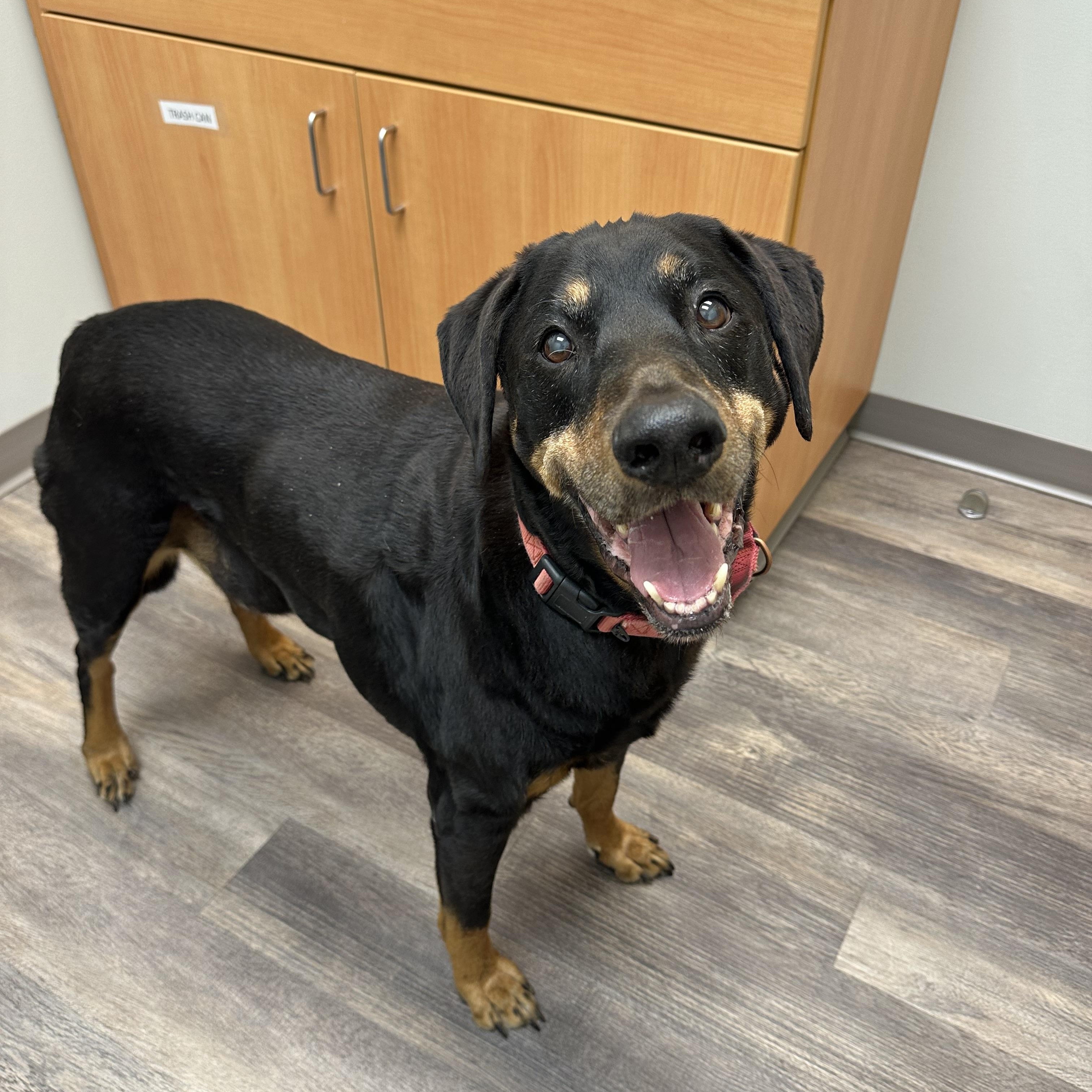 Zeus, a Adoptable mixed breed in Sherman, CT image 6/6