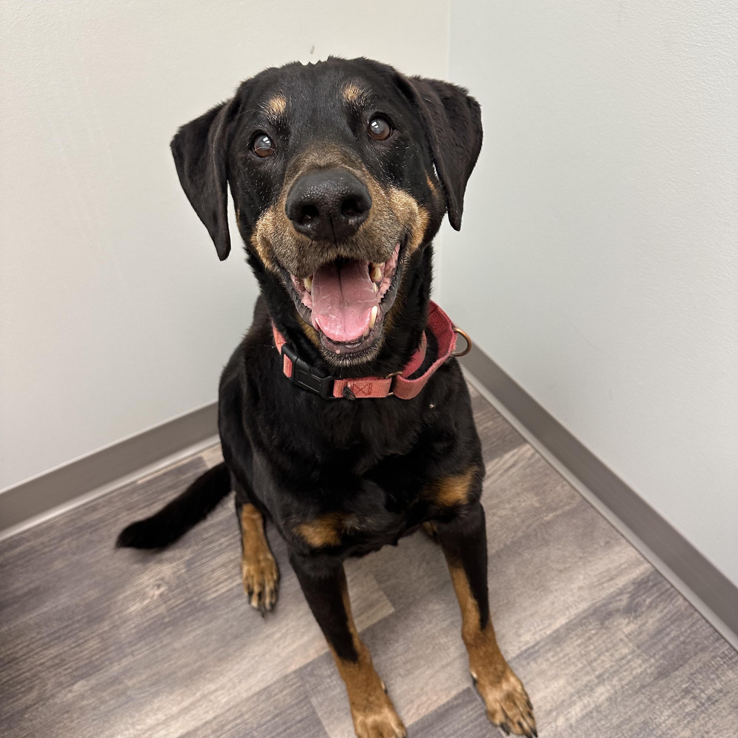 Zeus, Adoptable, Senior Male Black and Tan Coonhound & Hound.