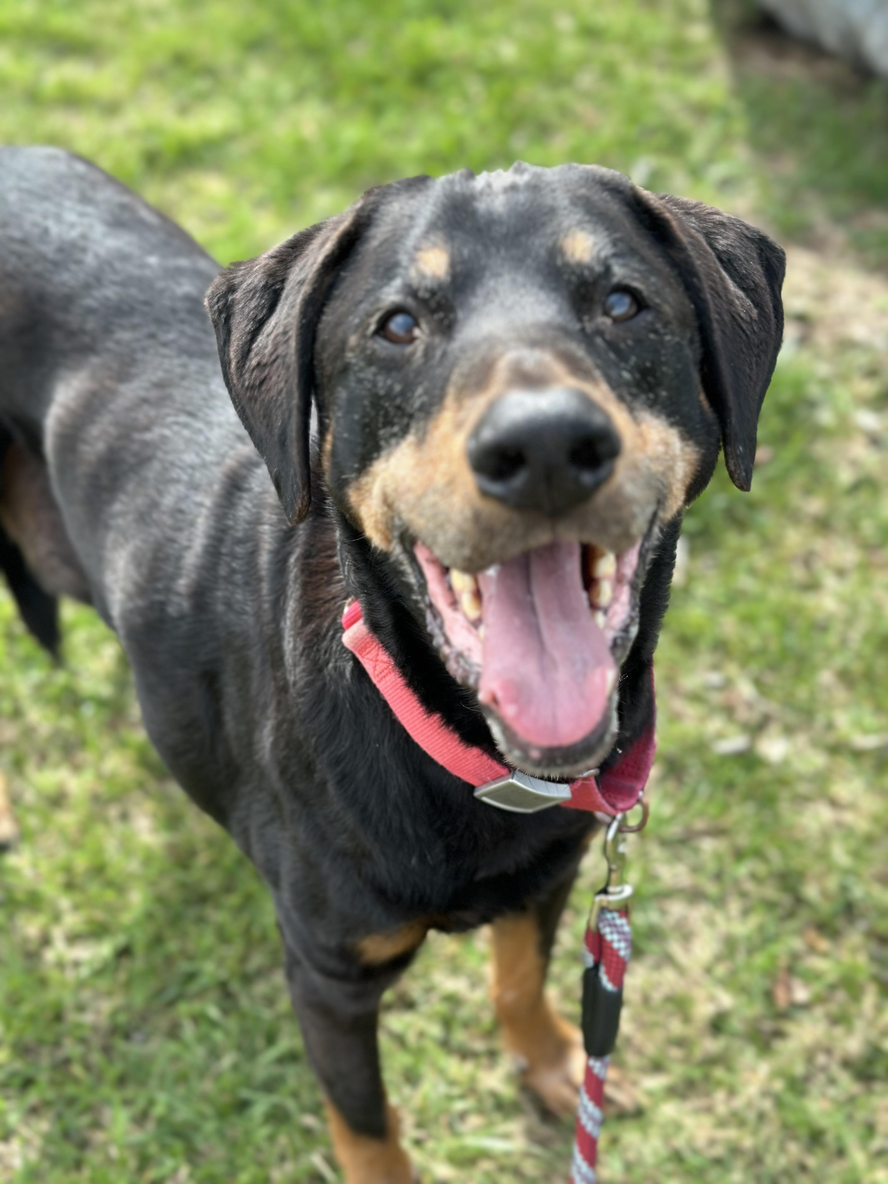 Zeus, a Adoptable mixed breed in Sherman, CT image 4/6