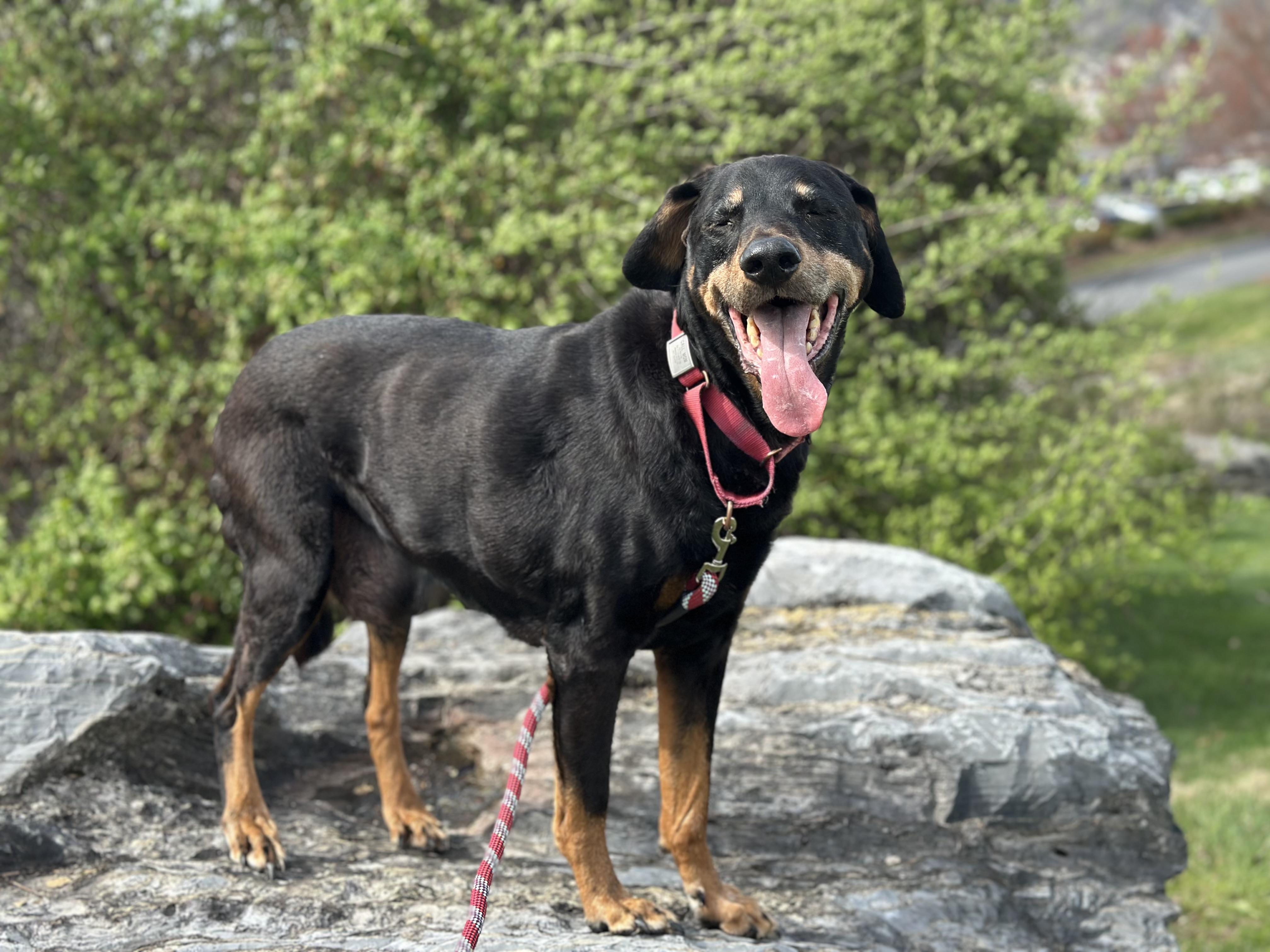 Enlarge Zeus, a Adoptable mixed breed in Sherman, CT image 5/6