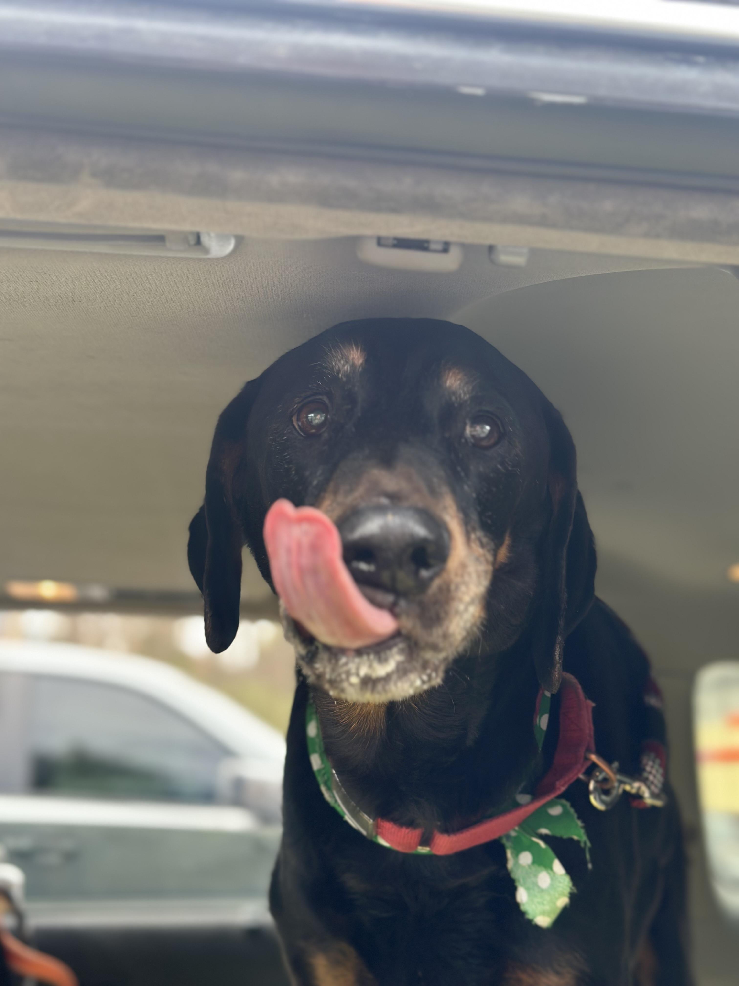 Enlarge Zeus, a Adoptable mixed breed in Sherman, CT image 6/6