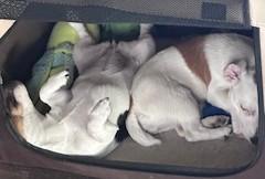 Enlarge Stella Ridgefield, an adopted Jack Russell Terrier in Portland, OR image 3/6