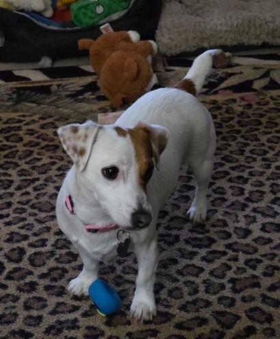 Enlarge Stella Ridgefield, an adopted Jack Russell Terrier in Portland, OR image 6/6