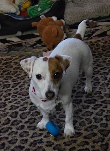Stella Ridgefield, ADOPTABLE, Young Female Jack Russell Terrier.