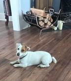 Enlarge Stella Ridgefield, an adopted Jack Russell Terrier in Portland, OR image 2/6