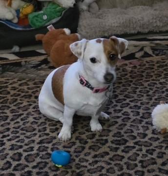 Enlarge Stella Ridgefield, an adopted Jack Russell Terrier in Portland, OR image 5/6