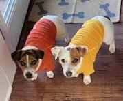 Enlarge Stella Ridgefield, an adopted Jack Russell Terrier in Portland, OR image 4/6