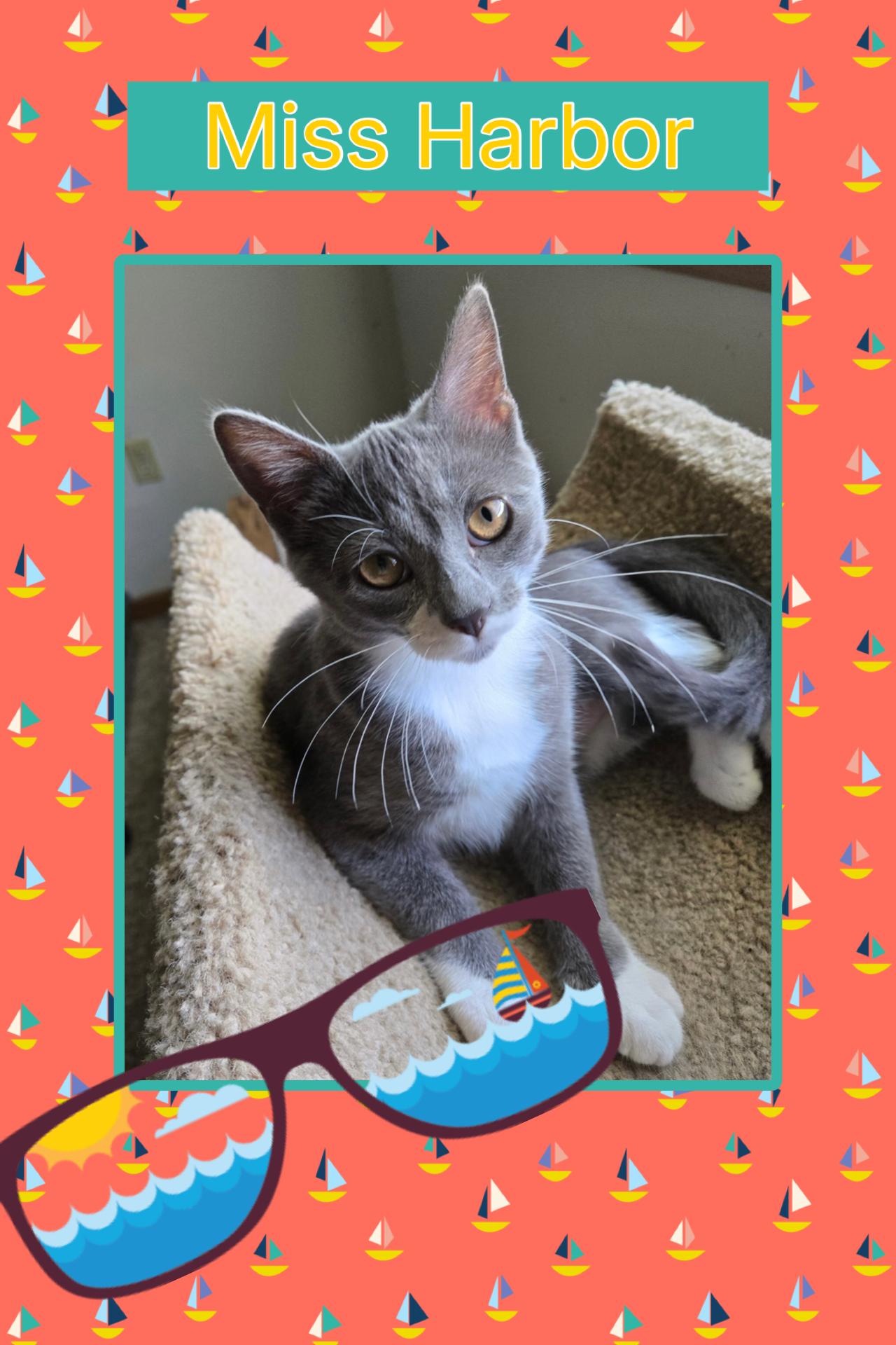 Harbor, adopted, Kitten Female Domestic Short Hair.
