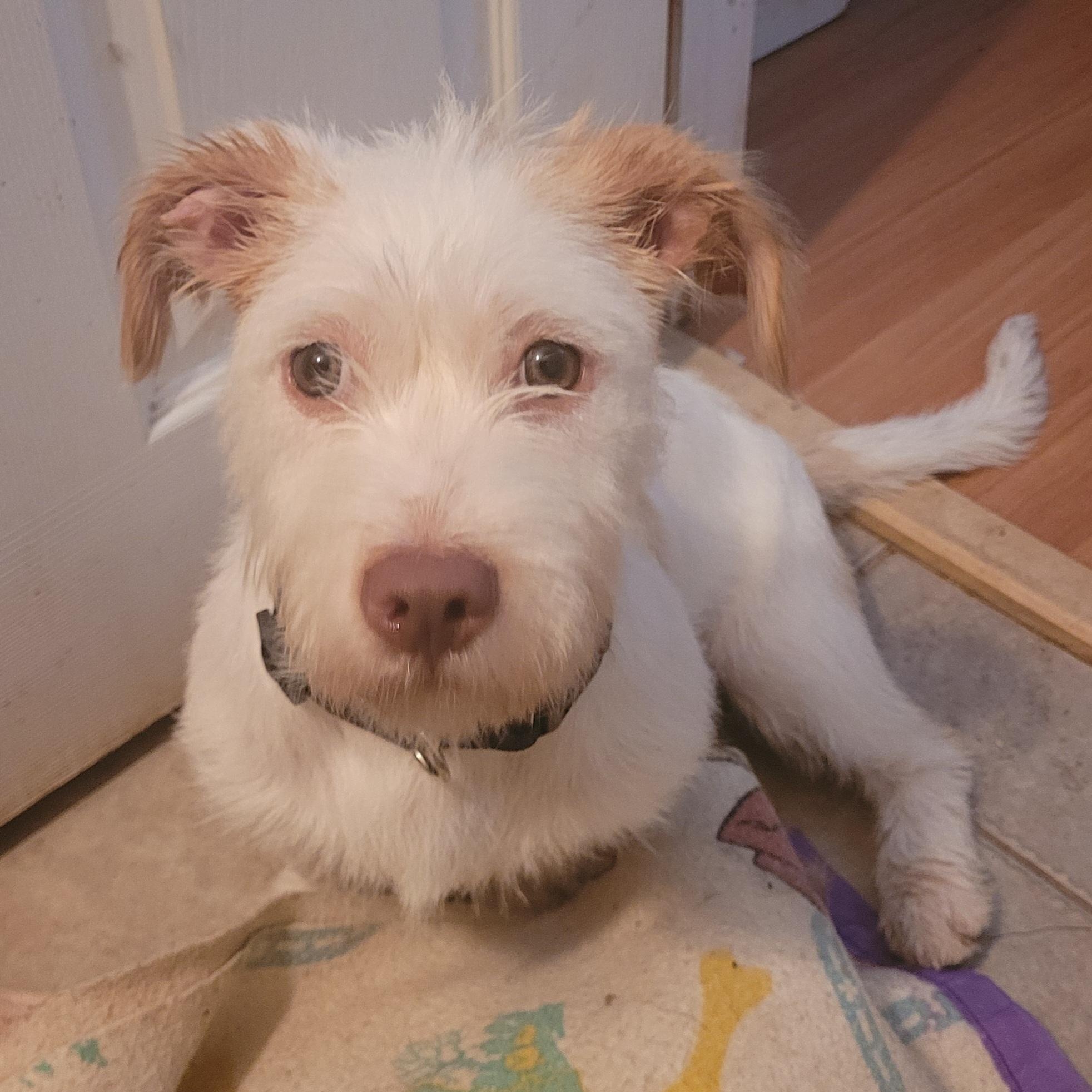 Enlarge GRACE, a ADOPTABLE Wirehaired Terrier in Hamilton, NJ image 2/4