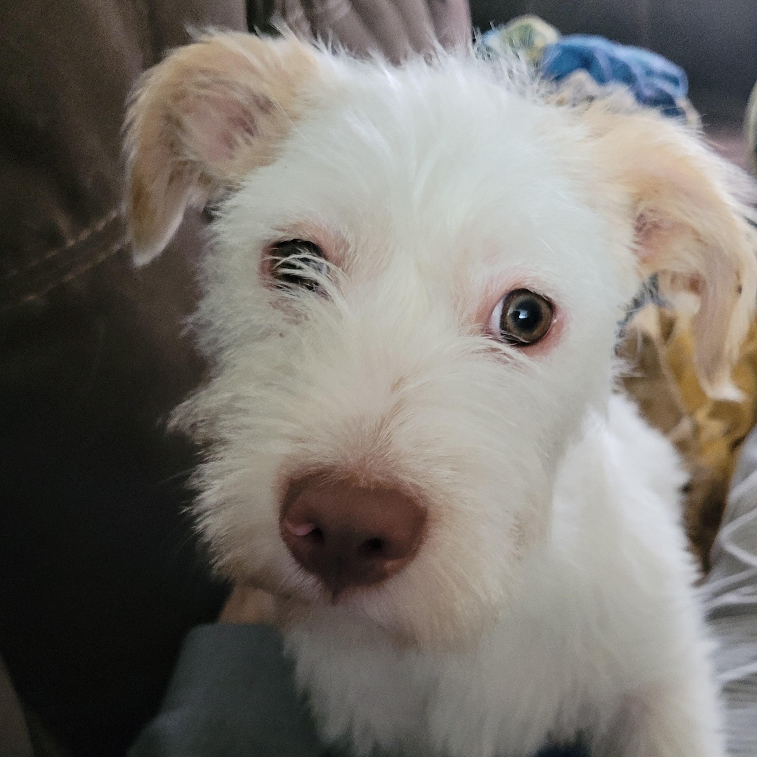 Enlarge GRACE, a ADOPTABLE Wirehaired Terrier in Hamilton, NJ image 3/4
